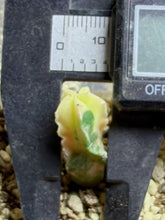 Load image into Gallery viewer, Astrophytum myriostigma variegated
