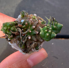 Load image into Gallery viewer, Euphorbia cv. Cocklebur
