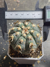 Load image into Gallery viewer, GYMNOCALYCIUM spegazzinii v.unguispinum

