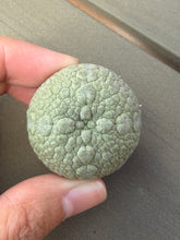 Load image into Gallery viewer, Pseudolithos migiurtinus
