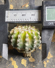 Load image into Gallery viewer, Discocactus ferricola
