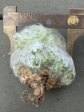 Load image into Gallery viewer, Mammillaria guelzowiana
