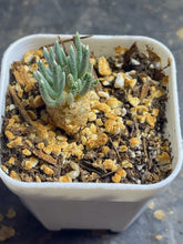 Load image into Gallery viewer, Anacampseros quinaria
