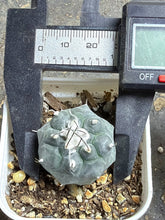 Load image into Gallery viewer, Turbinicarpus jauernigii
