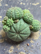 Load image into Gallery viewer, Euphorbia obesa

