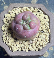 Load image into Gallery viewer, CORYPHANTHA ELEPHANTIDENS CV. INERMIS “Purple”
