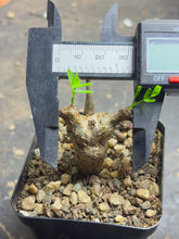 Load image into Gallery viewer, Senna meridionalis
