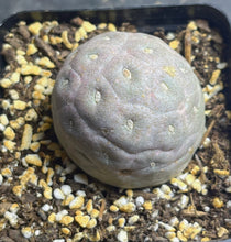Load image into Gallery viewer, Tephrocactus geometricus
