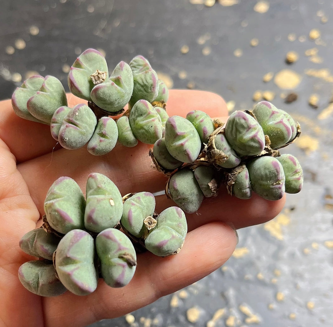 Luiseae（ each clusters）