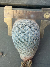 Load image into Gallery viewer, Mammillaria lasiacantha
