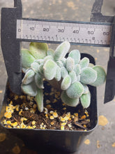 Load image into Gallery viewer, Succulent Echeveria pulvinata frosty crested
