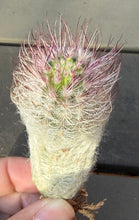 Load image into Gallery viewer, Echinocereus canus
