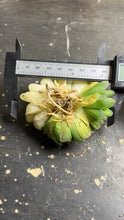 Load image into Gallery viewer, HAWORTHIA OBTUSA &#39;MARIN&#39; VARIEGATED
