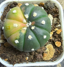 Load image into Gallery viewer, Astrophytum asterias Variegated
