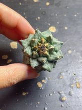 Load image into Gallery viewer, Turbinicarpus Alonsoi
