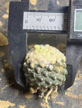Load image into Gallery viewer, Copiapoa tenuissima
