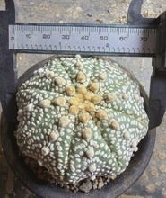 Load image into Gallery viewer, Astrophytum asterias super kabuto
