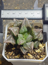 Load image into Gallery viewer, Haworthia magnifica v.atrofusca
