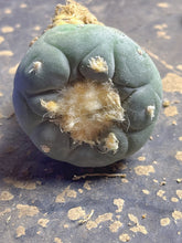 Load image into Gallery viewer, Lophophora peyote
