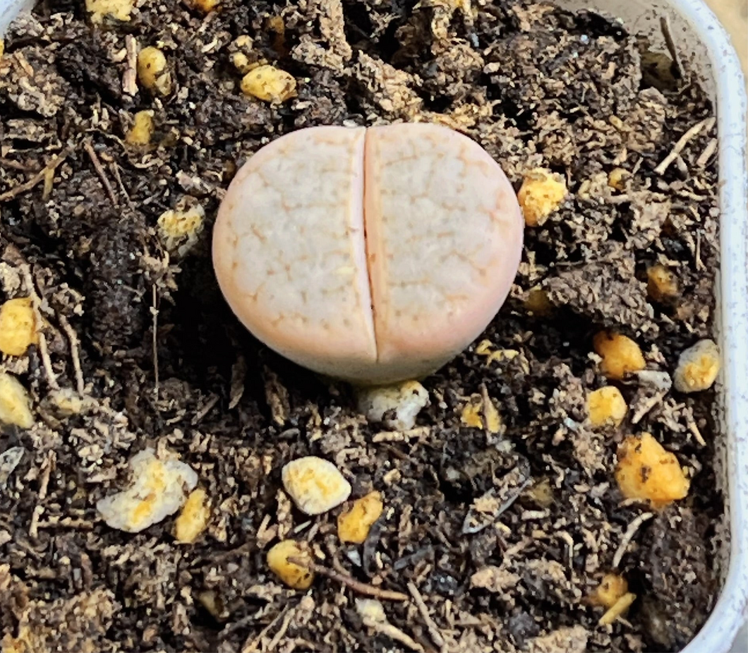 Lithops C309a ‘cafe Lait’