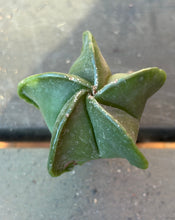Load image into Gallery viewer, Astrophytum myriostigma
