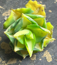 Load image into Gallery viewer, Agave  ‘ohi raijin’ yellow mediopicta variegated
