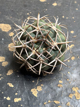 Load image into Gallery viewer, Gymnocalycium ambatoense
