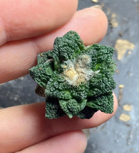 Load image into Gallery viewer, Ariocarpus Fissuratus
