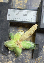 Load image into Gallery viewer, Haworthia bayeri 'Ice Surface' Variegata
