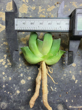 Load image into Gallery viewer, Haworthia truncata
