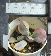 Load image into Gallery viewer, Adromischus
