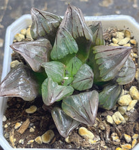 Load image into Gallery viewer, Haworthia magnifica v.atrofusca
