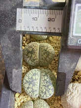 Load image into Gallery viewer, Lithops lesliei var. venteri 'Shiro-Bentengyoku'
