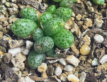 Load image into Gallery viewer, Conophytum marginatum ssp.
