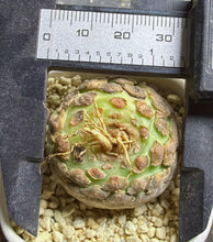 Load image into Gallery viewer, Euphorbia piscidermis
