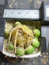 Load image into Gallery viewer, Sulcorebutia rauschii
