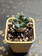 Load image into Gallery viewer, Euphorbia globulicaulis
