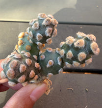 Load image into Gallery viewer, Tephrocactus molinensis
