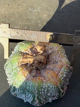 Load image into Gallery viewer, Astrophytum asterias super kabuto
