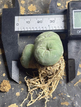 Load image into Gallery viewer, Lophophora peyote crested
