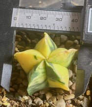 Load image into Gallery viewer, Astrophytum myriostigma variegated
