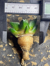 Load image into Gallery viewer, Ariocarpus Godzilla
