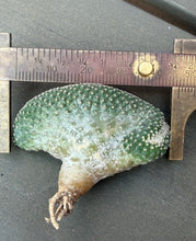 Load image into Gallery viewer, Strombocactus disciformis crested
