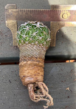 Load image into Gallery viewer, Stenocactus phyllacanthus
