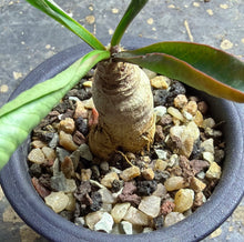Load image into Gallery viewer, Euphorbia subapoda
