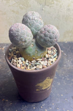 Load image into Gallery viewer, Tephrocactus geometricus
