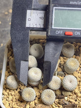 Load image into Gallery viewer, Epithelantha micromeris （each）
