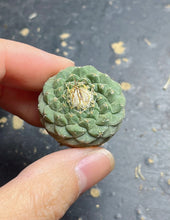Load image into Gallery viewer, Strombocactus disciformis
