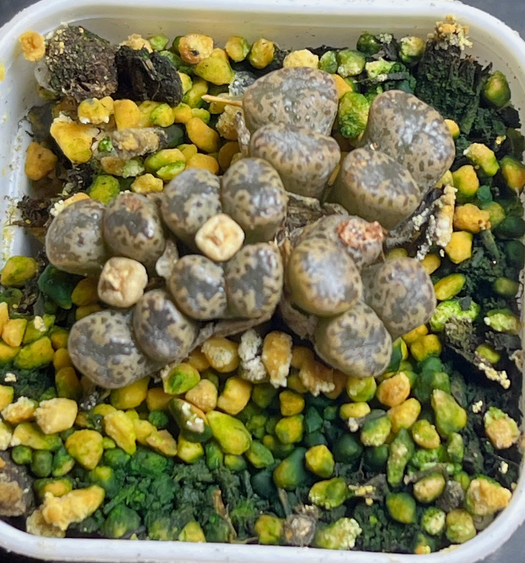 Conophytum pellucidum