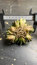 Load image into Gallery viewer, Haworthia heidelbergensis variegated
